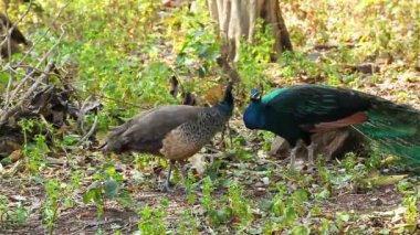 Hint çift tavus veya tavus kuşu stand ve yere yürüme