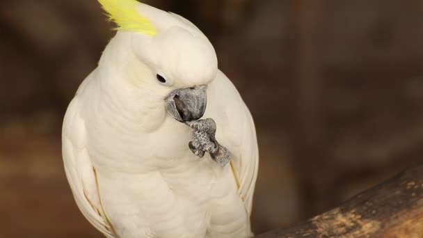 特写白鹦鹉 (Cacatua 阿尔巴) — 图库视频影像