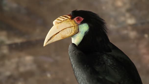 Wreathed Hornbill bird — Stock Video