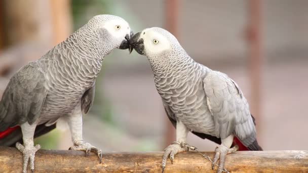 Casal Cinza Africano Papagaio beijando e cuidar juntos — Vídeo de Stock