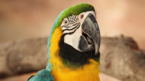parrot macaw blue and gold, closeup