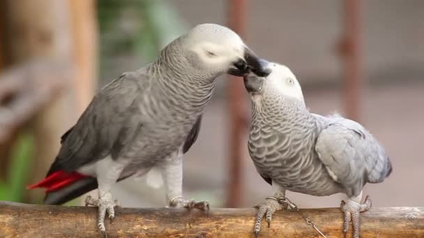 Pár papoušek šedý líbání a starat se dohromady