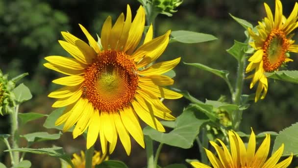 Champ de tournesols dans le vent 