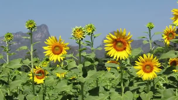 Champ de tournesols dans le vent 