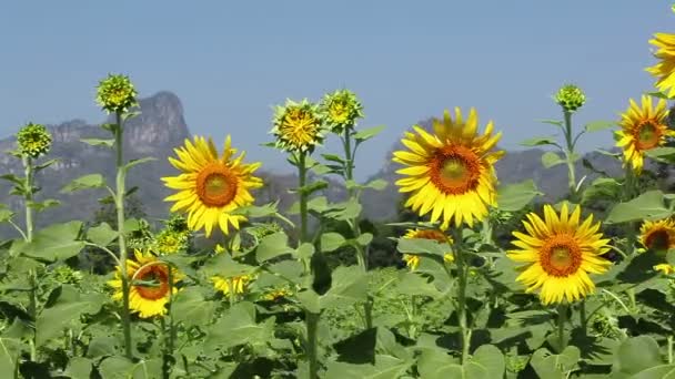 Campo de girasoles en el viento — Vídeo de stock