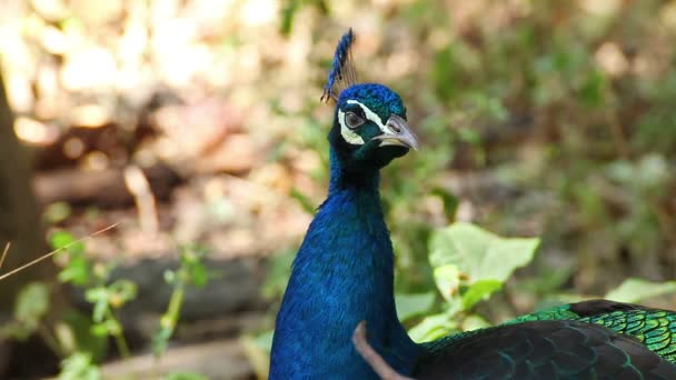 Индийские Peafowl или павлин стоять и одеваться перья на земле — стоковое видео