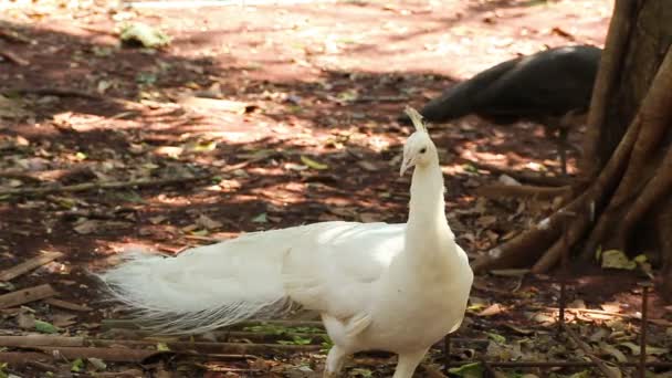 Индийская белая Peafowl или павлин стоять и ходить по земле — стоковое видео