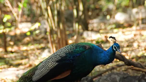 Индийские Peafowl или павлин стоять и одеваться перья на земле — стоковое видео