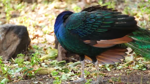 Indiska påfågel eller påfågel stand och dressing befjädrade på marken — Stockvideo