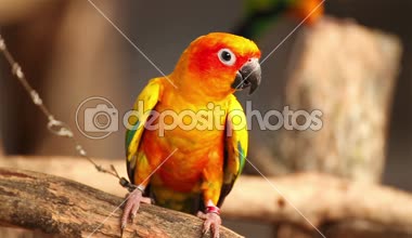 Renkli güneş Conure kuş 