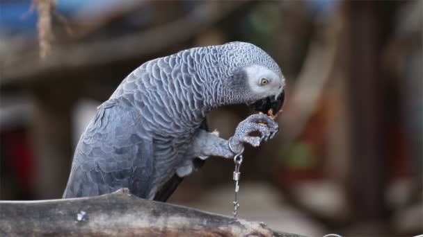 Primo piano pappagallo grigio africano — Video Stock