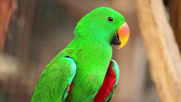 Eclectus παπαγάλος, επιστημονική ονομασία "eclectus roratus" πουλί — Αρχείο Βίντεο