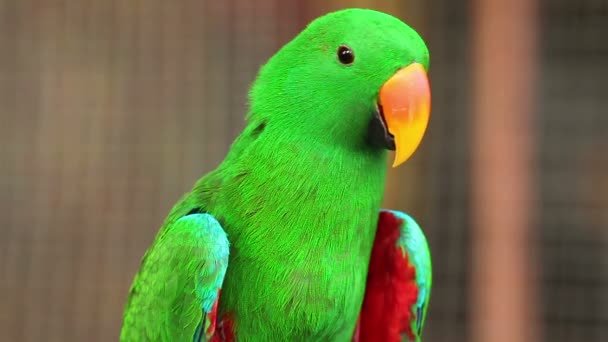 Papagaio-de-clectus, Nome científico "Eclectus roratus" ave — Vídeo de Stock
