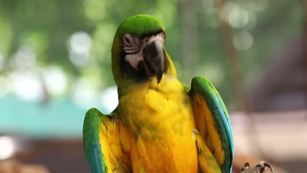 Loro guacamayo azul y oro, primer plano — Vídeos de Stock