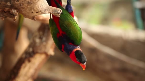 Lori dal cappuccio nero, nome scientifico "Lorius lory" uccello pappagallo — Video Stock