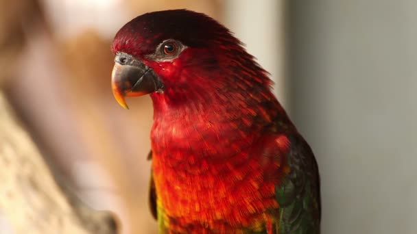 澳洲鹦鹉鹦鹉，学名"Lorius lory"鹦鹉鸟 — 图库视频影像