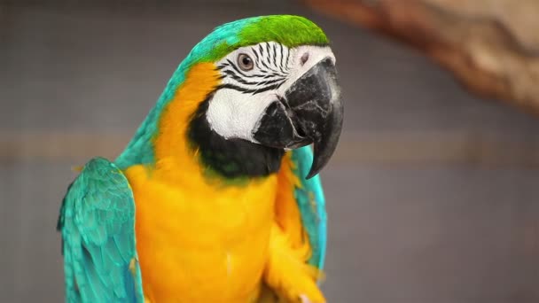 Parrot Ara blauw en goud, close-up — Stockvideo