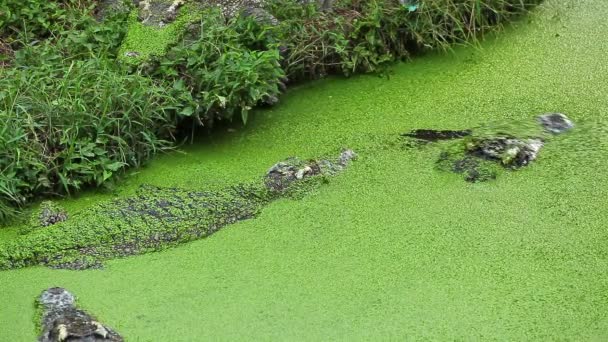 Alligator ou crocodile attendant et surveillant la victime dans la rivière ou l'étang — Video