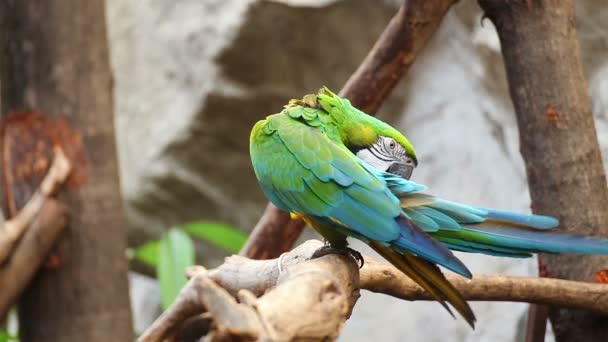 オウムのコンゴウインコのブルーとゴールドの羽のクローズ アップをグルーミング — ストック動画