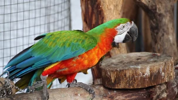 Parrot macaw blue and gold, closeup — Stock Video