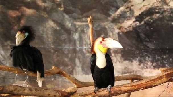 Par Wreathed hornbill, vetenskapliga namnet "Rhyticeros undulatus" fågel — Stockvideo