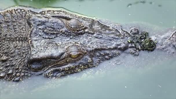 Aligator lub krokodyla oczekiwania i oglądania dla ofiary w rzece lub stawie — Wideo stockowe