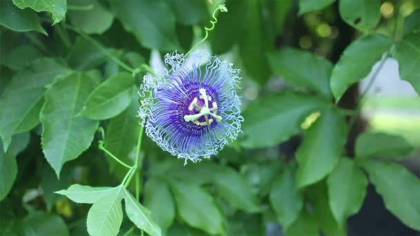 Purple Passion Flower science names "Passiflora edulis Sims" and green leaf — Stock Video