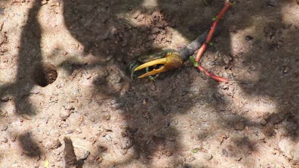 Crabe violoneux dans la forêt de mangroves, prise le jour ensoleillé, prise de vue en grand angle de la caméra — Video