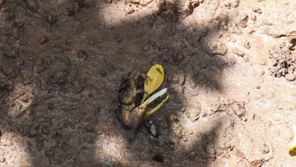 Fiddler krab in mangrovebos, genomen op zonnige dag, hoge-hoek schot van camera — Stockvideo