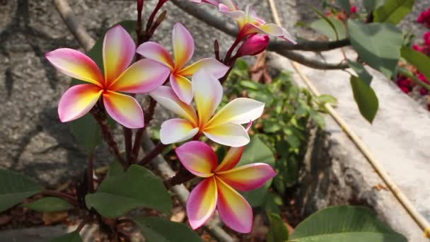 Pink and orange plumeria flower, taken on sunny day — Stock Video