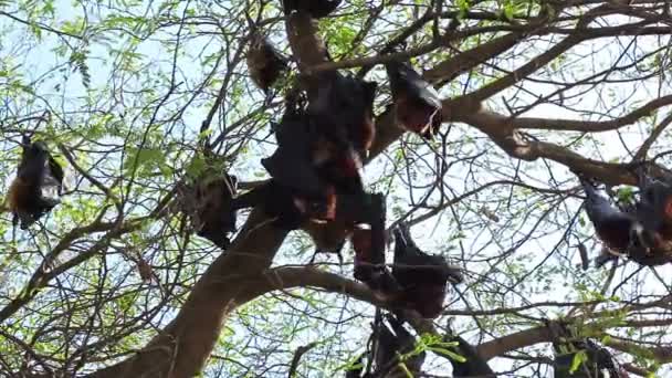 Pipistrello appeso a un ramo di albero Pipistrello malese o "Volpe volante di Lyle" nomi scientifici "Pteropus lylei", colpo basso angolo di vista — Video Stock