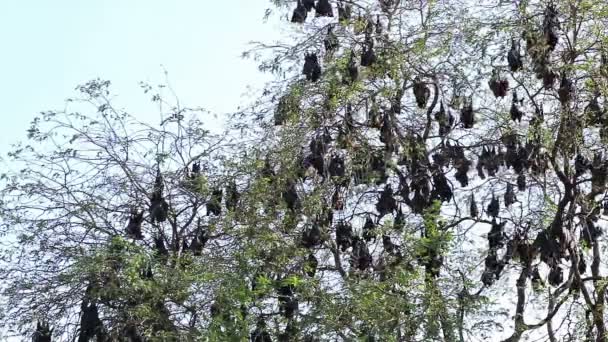Fledermaus hängt an einem Ast malaysische Fledermaus oder "lyle 's flying Fox" Wissenschaft Namen "pteropus lylei", Low-Winkelaufnahme — Stockvideo