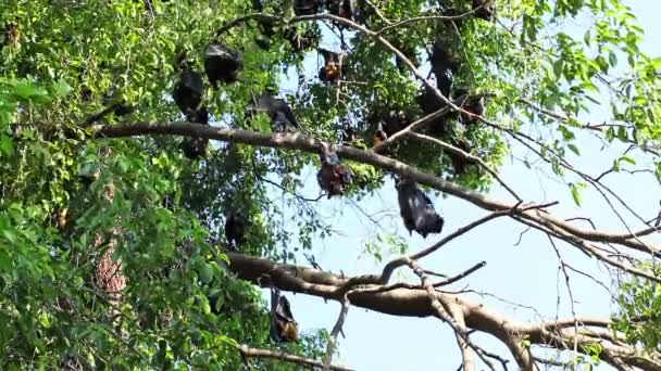 Pipistrello appeso a un ramo di albero Pipistrello malese o "Volpe volante di Lyle" nomi scientifici "Pteropus lylei", colpo basso angolo di vista — Video Stock