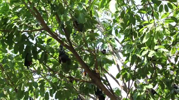 나뭇가지 말레이시아 박쥐 또는 "라일의 날아다니는 여우" 과학 이름 "Pteropus lylei", 로우 앵글 뷰샷에 매달려 있는 박쥐 — 비디오