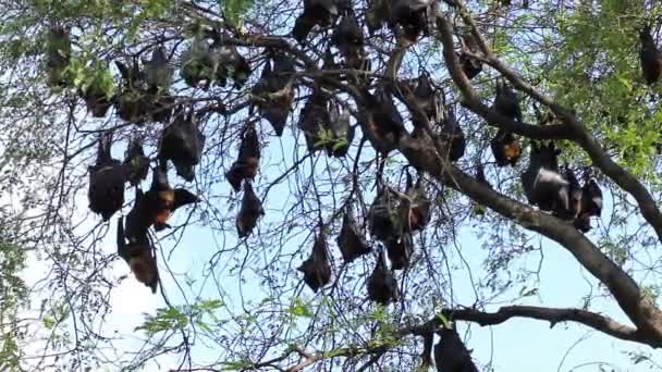 Pipistrello appeso a un ramo di albero Pipistrello malese o "Volpe volante di Lyle" nomi scientifici "Pteropus lylei", colpo basso angolo di vista — Video Stock