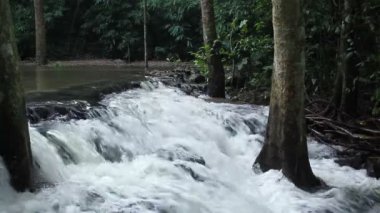 Milli Park ve ağaç orta şelale orman, yakın çekim