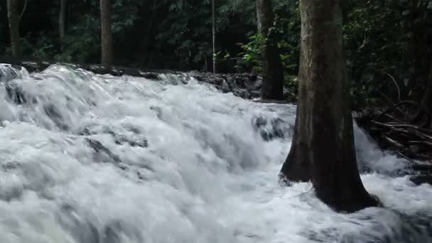 Лесной водопад в Национальном парке и дерево в середине, закрыть — стоковое видео