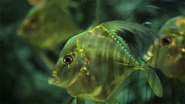 Threadfin ryby morskie Jack, Alectis ciliaris, w akwarium — Wideo stockowe