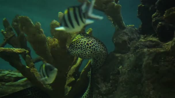 Murene, neem adem gom en leun met koraal in aquarium — Stockvideo