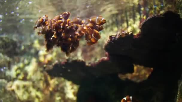 Bohóc hal csoport várja etetés, Spinecheek anemonefish (Amphiprion rubrocinctus) az akváriumban — Stock videók