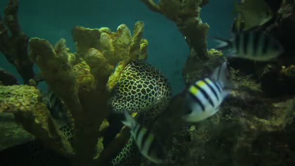 Moray EEL, weź oddech gumy i chude z koralowców w akwarium — Wideo stockowe