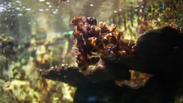 Clown groupe de poissons en attente d'alimentation, Spinecheek Anémone (amphiprion rubrocinctus) dans l'aquarium — Video