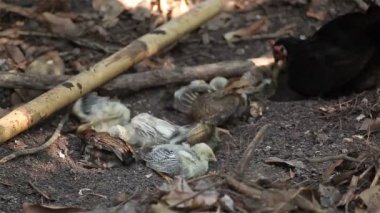 tavuk ve tavuk aile mutlu gelincik ve toprağa yatıyordu