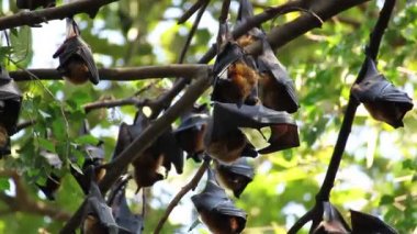 Bir ağaç dalı Malaya yarasa veya 