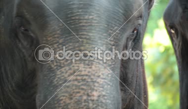 Portre baş ve Asya fili, gözünde stand ormandaki ağaç altında