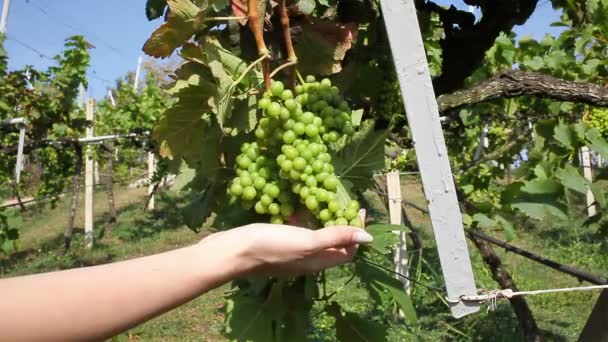 Colheita de uvas. Agricultores mãos femininas segurando uvas verdes recém-colhidas — Vídeo de Stock