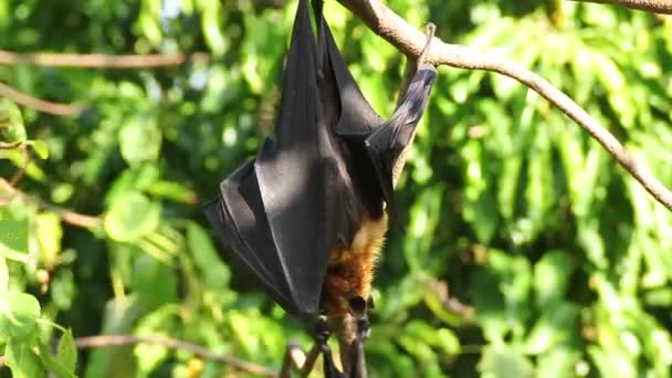 Bat hanging on a tree branch Malayan bat or "Lyle's flying fox" science names "Pteropus lylei", low-angle of view shot — Stock Video