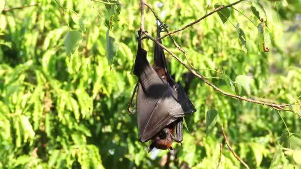Morcego pendurado em um galho de árvore Malaio morcego ou "raposa voadora de Lyle" nomes científicos "Pteropus lylei", baixo ângulo de visão tiro — Vídeo de Stock