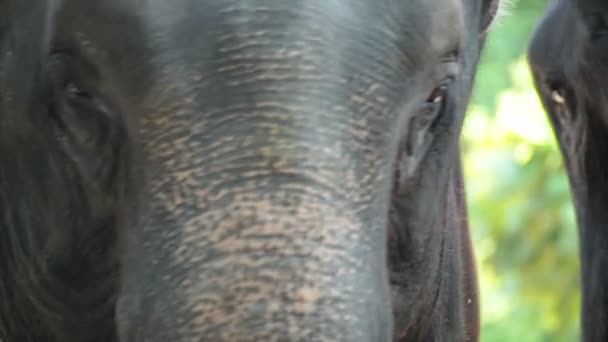Gros plan de la tête et des yeux de l'éléphant d'Asie, se tenir sous l'arbre dans la forêt 