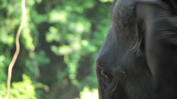 Detail hlavy a očí slon, stojí pod stromem v lese — Stock video